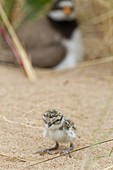 Ringed plover newly hatched chick