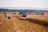 Rapeseed harvesting