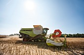 Rapeseed harvesting