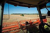 Rapeseed harvesting