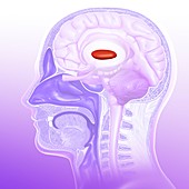 Globus pallidus in the brain, illustration