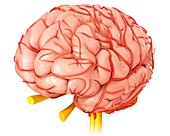 Brain arteries, illustration