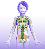 Child's lymphatic system, illustration