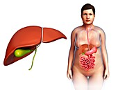 Female liver anatomy, illustration