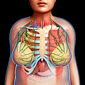 Female chest anatomy, illustration