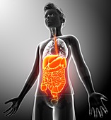 Boy's digestive system, illustration