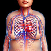 Female cardiovascular system, illustration