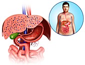 Female digestive system, illustration