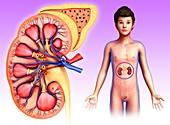 Teenage boy's kidney, illustration