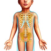 Child's skeletal and nervous systems, illustration