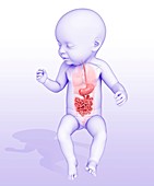 Baby's digestive system, illustration