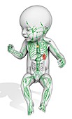Baby's lymphatic system, illustration
