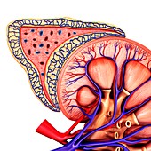 Kidney and adrenal gland anatomy, illustration