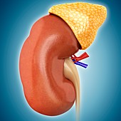 Human kidney and adrenal gland, illustration