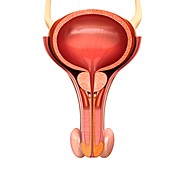 Male bladder and penis anatomy, illustration