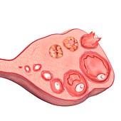 Ovarian cycle and ovulation, illustration