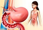 Stomach and duodenum anatomy, illustration