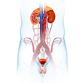 Female kidneys and urinary system, illustration
