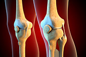Ligaments of the human knee