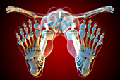 Ligaments of the human feet