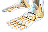 Ligaments of the human foot