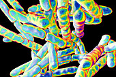 Bifidobacterium bacteria, illustration