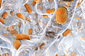 Acinetobacter baumannii bacteria, illustration