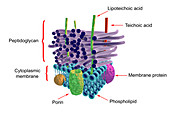 Gram-negative bacterial cell wall, illustration