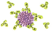 Antibodies attaching HIV particles, illustration