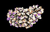 Interferon gamma molecule