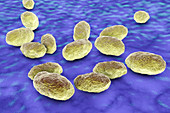 Haemophilus influenzae bacteria, illustration