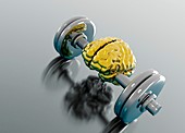 Human brain on dumbbell