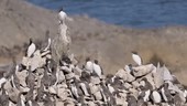 Guillemot colony