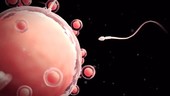 Human egg and sperm