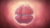 Human 8-cell embryo