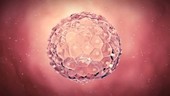 Human blastocyst embryo