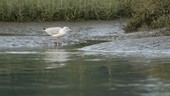 Young herring gull by water