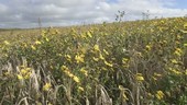 Wheat and wildflowers