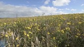 Wheat and wildflowers