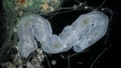 Microstomum lineare aquatic worm