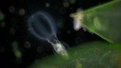 Stephanoceros rotifer