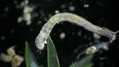 Stephanoceros rotifers with midge larva