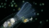 Stephanoceros rotifer