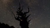 Bristlecone pine and star trails, time-exposure footage