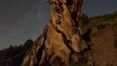 Bristlecone pine and night sky, time-lapse footage