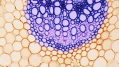 Vascular tissue in dicot plant stem, light microscopy