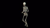 Human skeleton running, rotating animation
