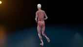 Human muscle figure running, rotating animation