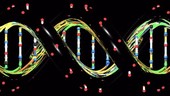 DNA molecule, animation