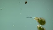 Difflugia testate amoeba